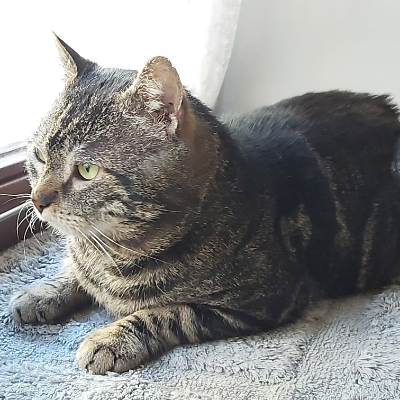photo-chat-gabin