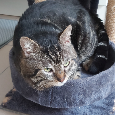 photo-chat-gabin