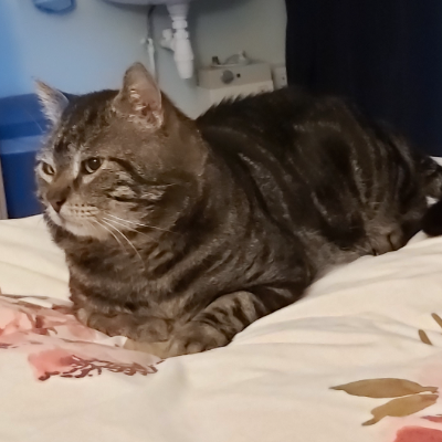 photo-chat-gabin