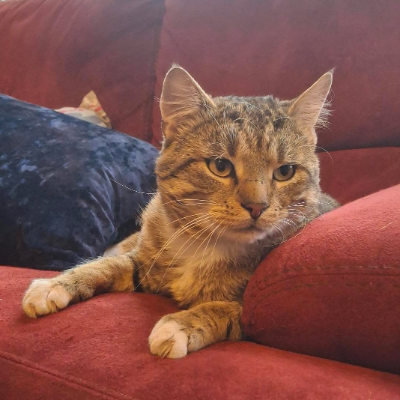 photo-chat-miaouchel
