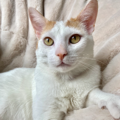 photo-chat-billi