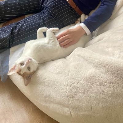 photo-chat-billi