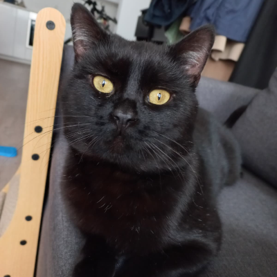 photo-chat-newton