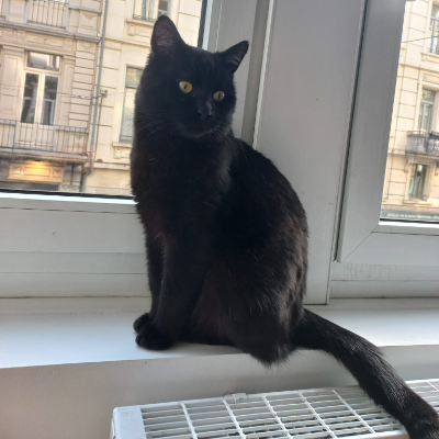 photo-chat-newton