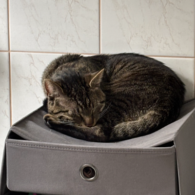 photo-chat-sonic