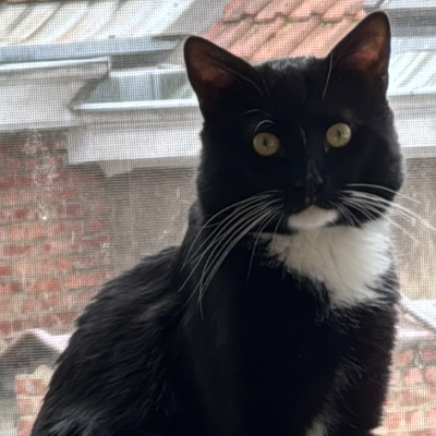 photo-chat-mikki