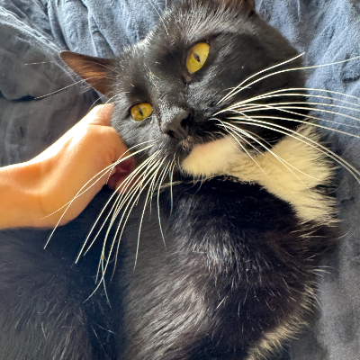 photo-chat-mikki