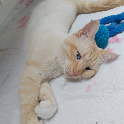 photo-chat-carramel