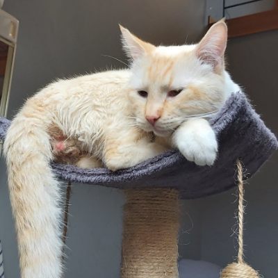photo-chat-carramel