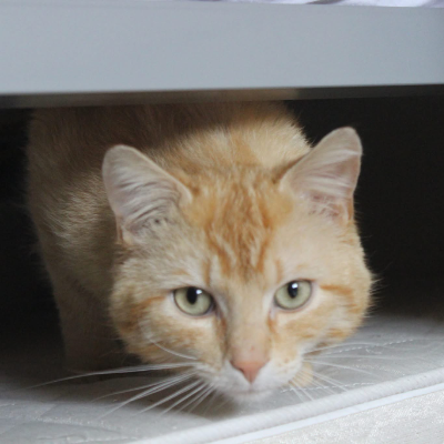 photo-chat-rouky