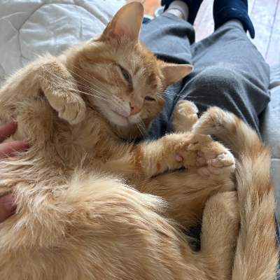 photo-chat-rouky
