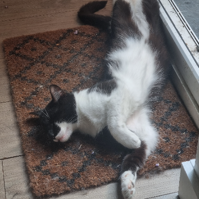 photo-chat-tuxedo