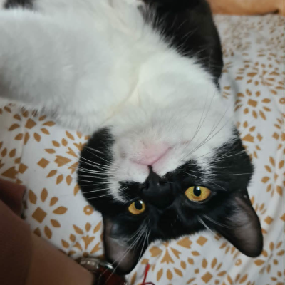 photo-chat-tuxedo