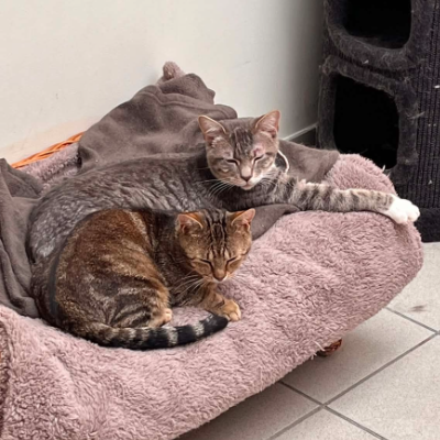 photo-chat-ghus