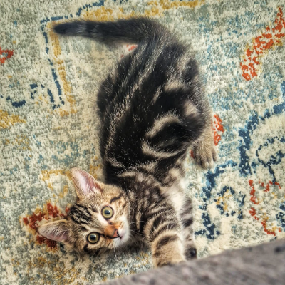 photo-chat-cassie