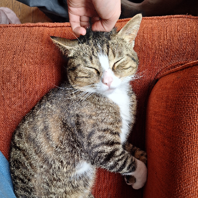 photo-chat-dalì
