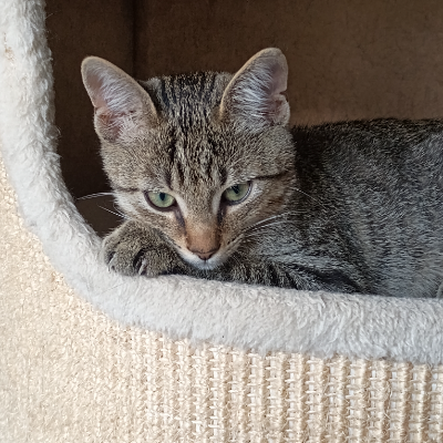 photo-chat-roméo