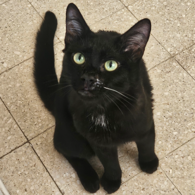 photo-chat-merguez