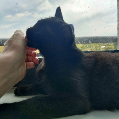 photo-chat-lahabrea