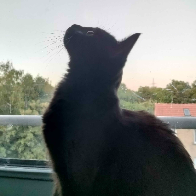 photo-chat-lahabrea