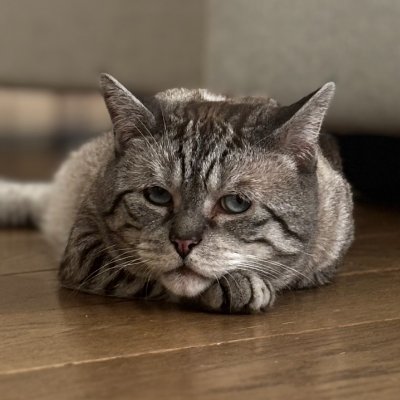 photo-chat-jérôme 