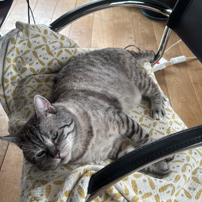 photo-chat-jérôme 