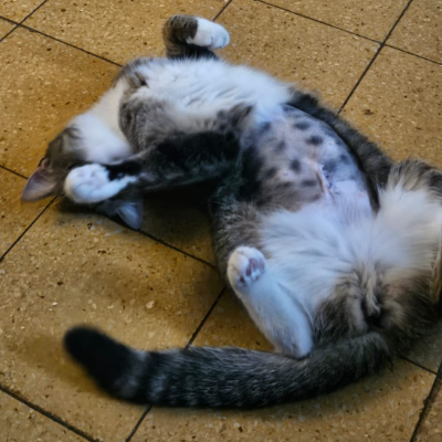 photo-chat-citronade