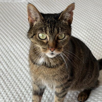 photo-chat-kyraa