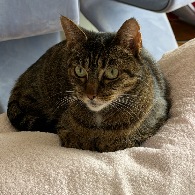 photo-chat-kyraa
