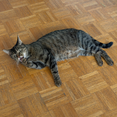photo-chat-kyraa