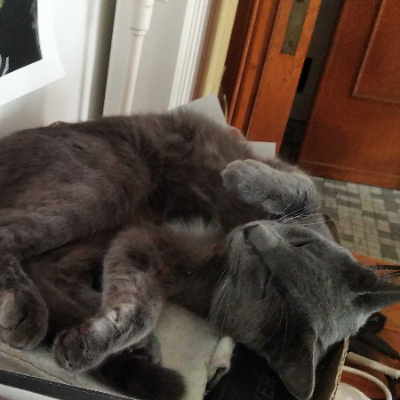 photo-chat-augar