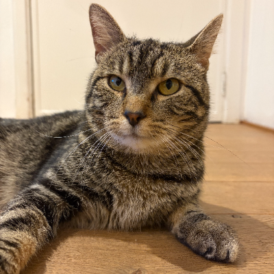 photo-chat-cassian