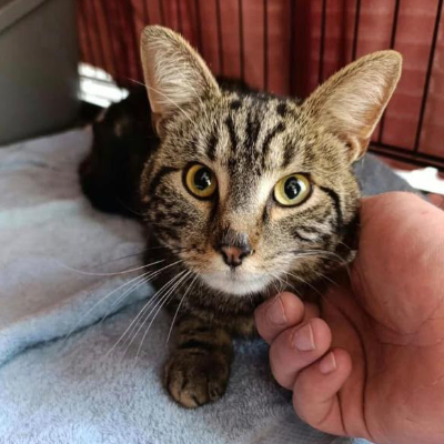 photo-chat-cassian