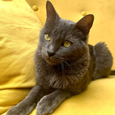 photo-chat-nao