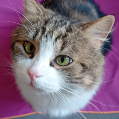 photo-chat-sing-sing