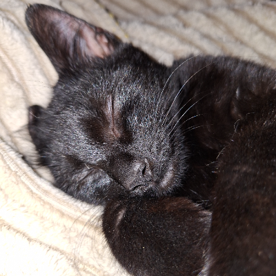 photo-chat-câline