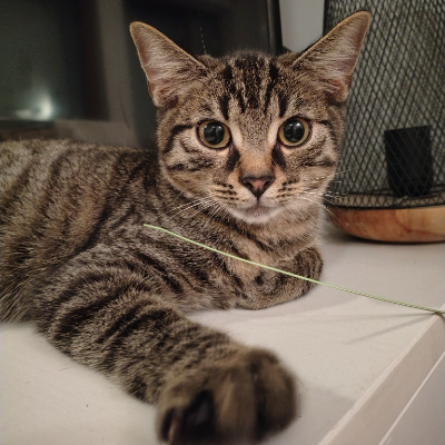 photo-chat-edgar allan paw