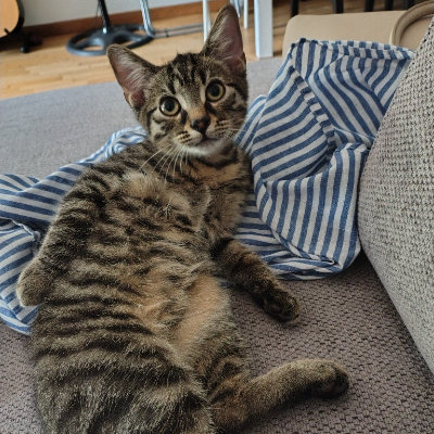 photo-chat-edgar allan paw